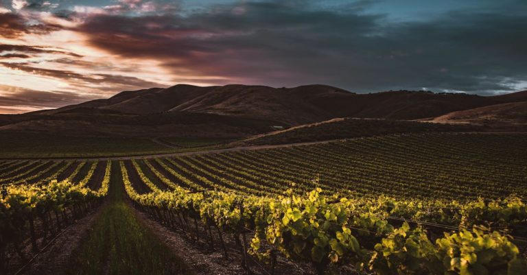 The History and Culture of the Livermore Valley Wine Scene